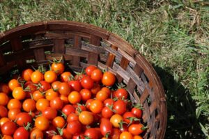Panier en osier rempli de tomates mûres fraîchement cueillies du jardin