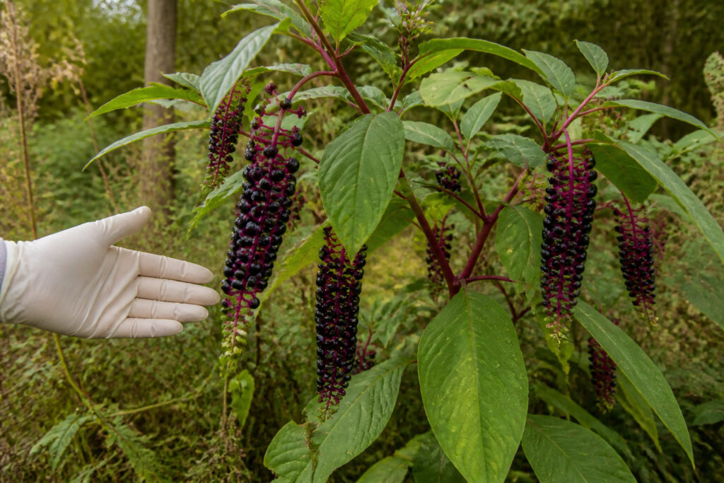 Phytolaque damerique raisin damerique