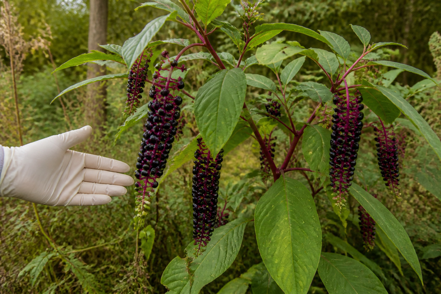 Phytolaque damerique raisin damerique